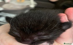 Mixed Breed cats for sale: Lovely fluffy playful kittens  - Advert 11