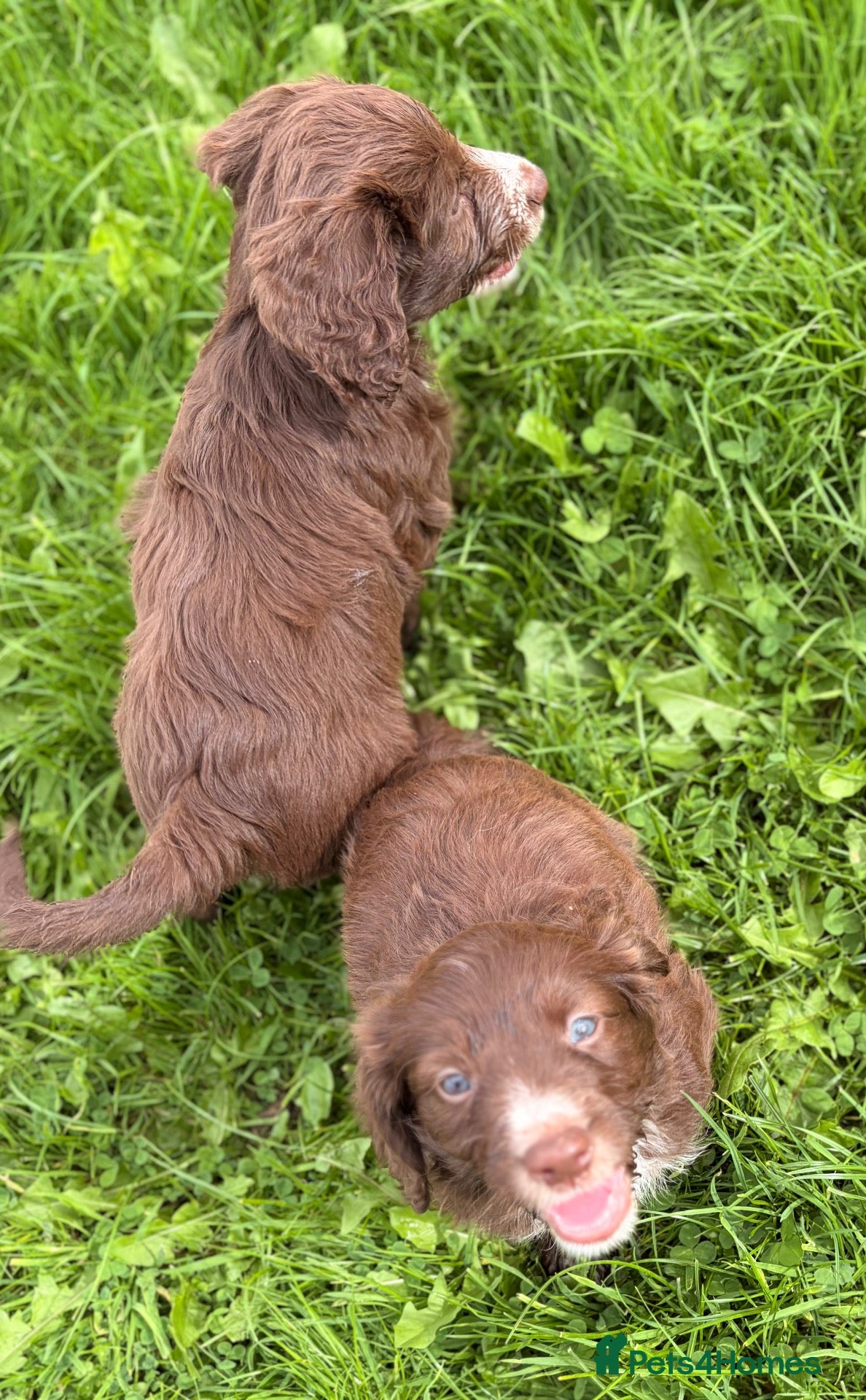 Mixed Breed dogs BEAUTIFUL COCKER X COLLIE PUPS - Advert 5