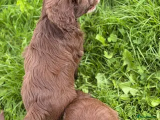 Mixed Breed dogs BEAUTIFUL COCKER X COLLIE PUPS - Advert 5