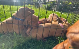 Mixed Breed dogs for sale: Vizla x Fox Red Lab (75/25) Puppies - Image 7