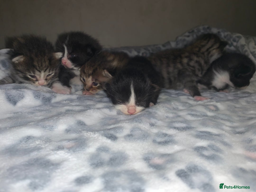 Mixed Breed cats for sale: Bright tabby’s and black kittens  - Advert 17