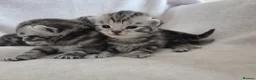 British Shorthair cats for sale: Original BSH Silver Tabby kittens  - Advert 24