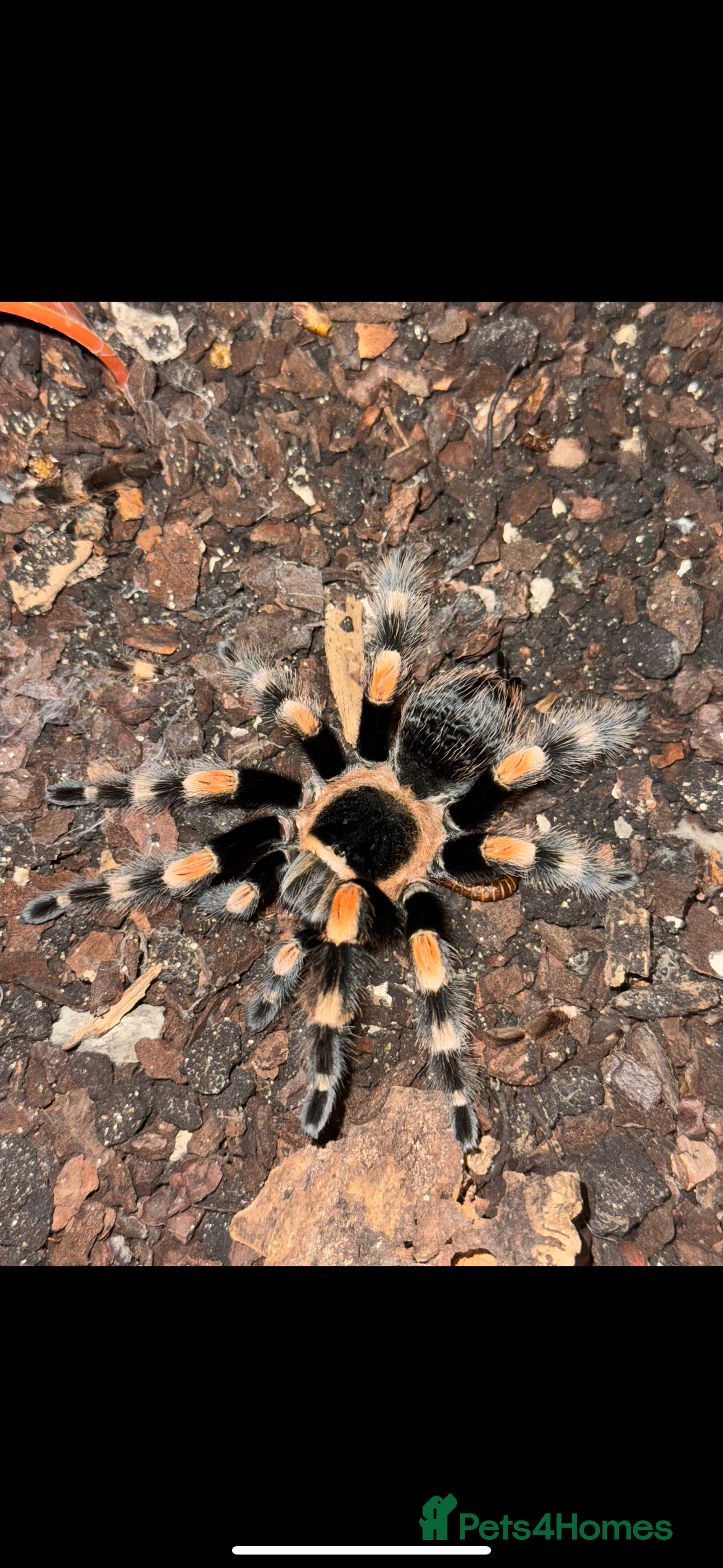 Spiders invertebrates 2 year old Mexican red knee tarantula  - Advert 3