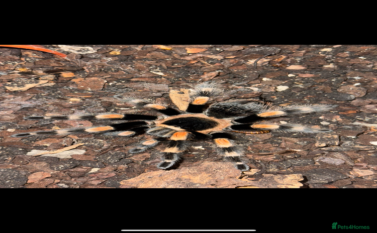 Spiders invertebrates - Advert 1