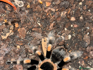 Spiders invertebrates - Advert 11