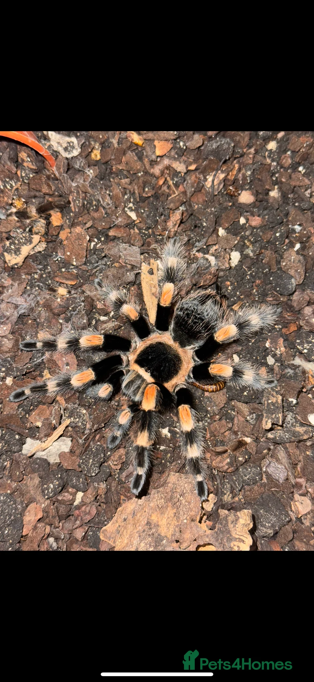 Spiders invertebrates for sale: 2 year old Mexican red knee tarantula  - Advert 1