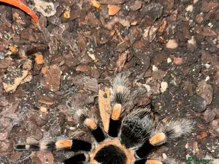 Spiders invertebrates 2 year old Mexican red knee tarantula - Advert 3