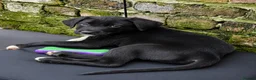 Mixed Breed dogs for sale: 🐾Ready now Rottweiler Cross German shepmatian Pup - Advert 9