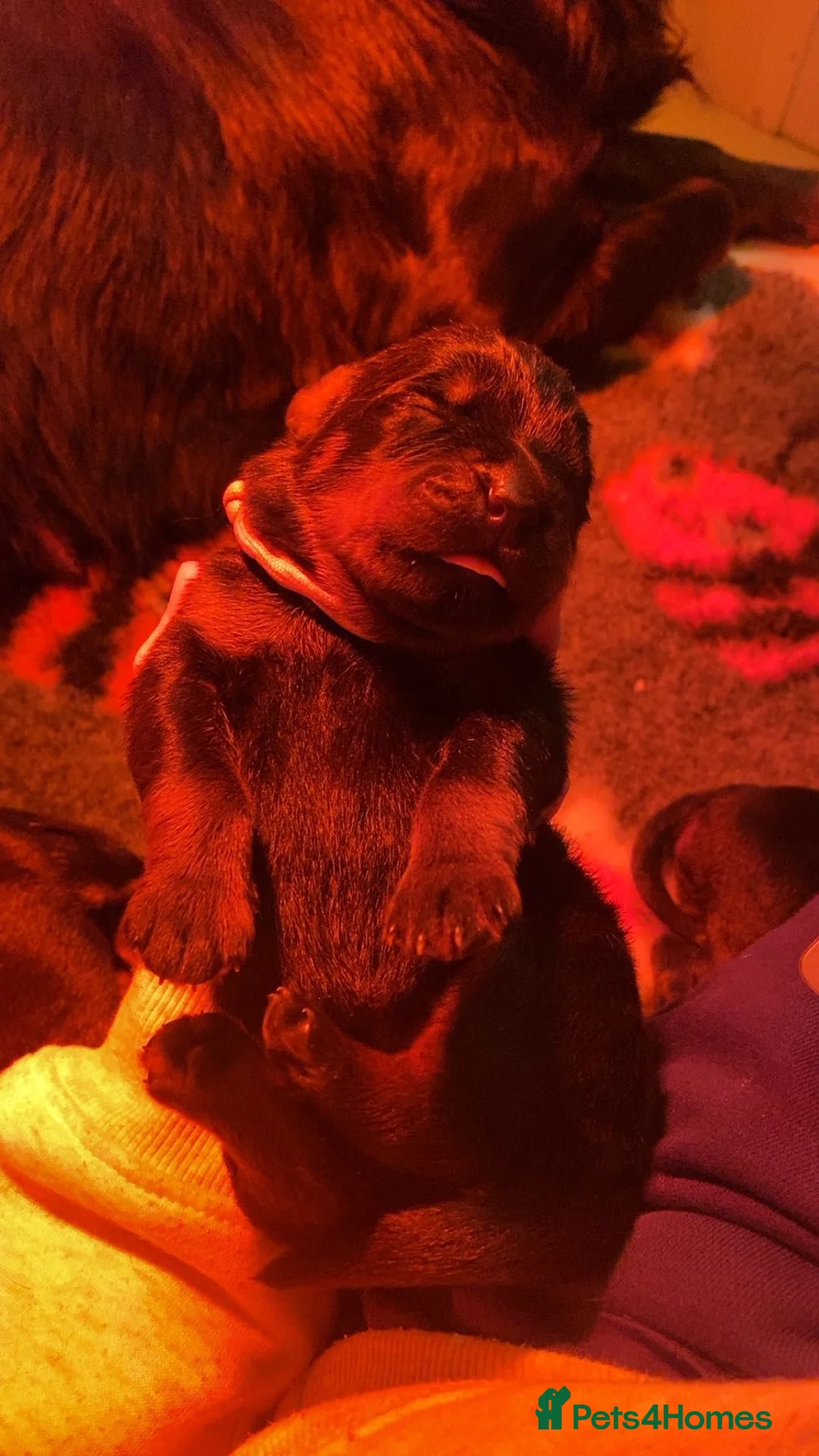 Rottweiler dogs for sale: Rottweilers kc top quality  - Advert 6