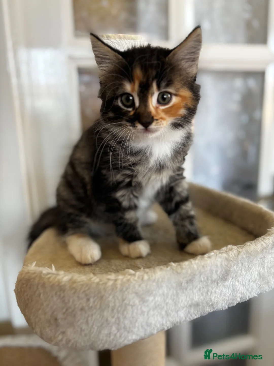 Mixed Breed cats for sale: Kittens for sale  in Whitstable - Advert 2