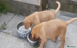 Labrador Retriever dogs for sale: Fox red lab pups - Image 2