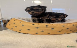 Yorkshire Terrier dogs for sale: Adorable Yorkshire terrier puppies available  - Image 15
