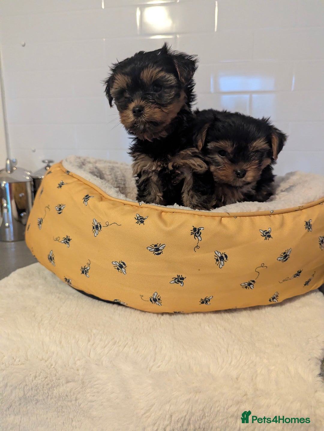 Yorkshire Terrier dogs for sale: Adorable Yorkshire terrier puppies available  - Image 15