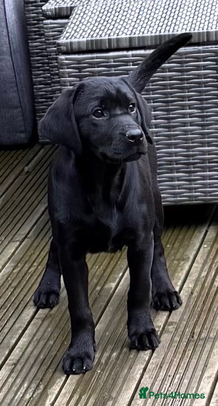 Labrador Retriever dogs Superb black Labrador bitch  - Advert 1