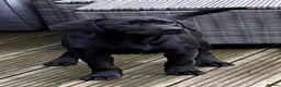 Labrador Retriever dogs for sale: Superb black Labrador bitch  - Advert 1