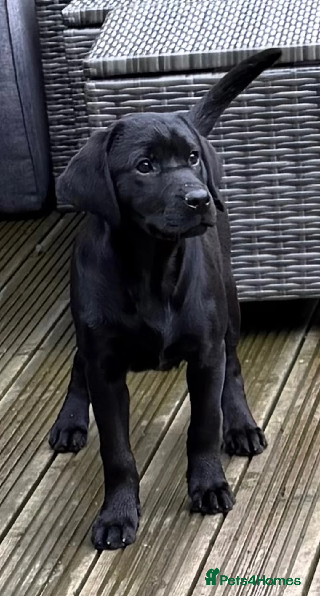 Labrador Retriever dogs for sale: Superb black Labrador bitch  - Advert 1