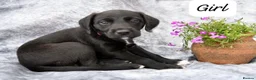 Bedlington Terrier dogs for sale: 3/4 Bedlington 1/4 Whippet - Advert 6