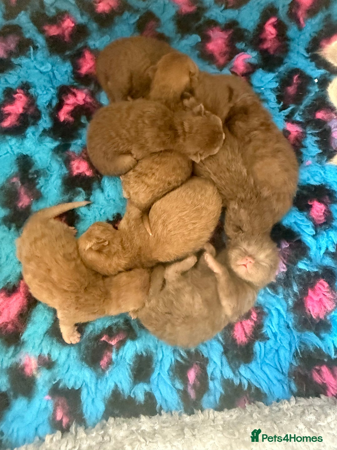 British Shorthair cats for sale: British shorthair exotic kittens  - Image 1