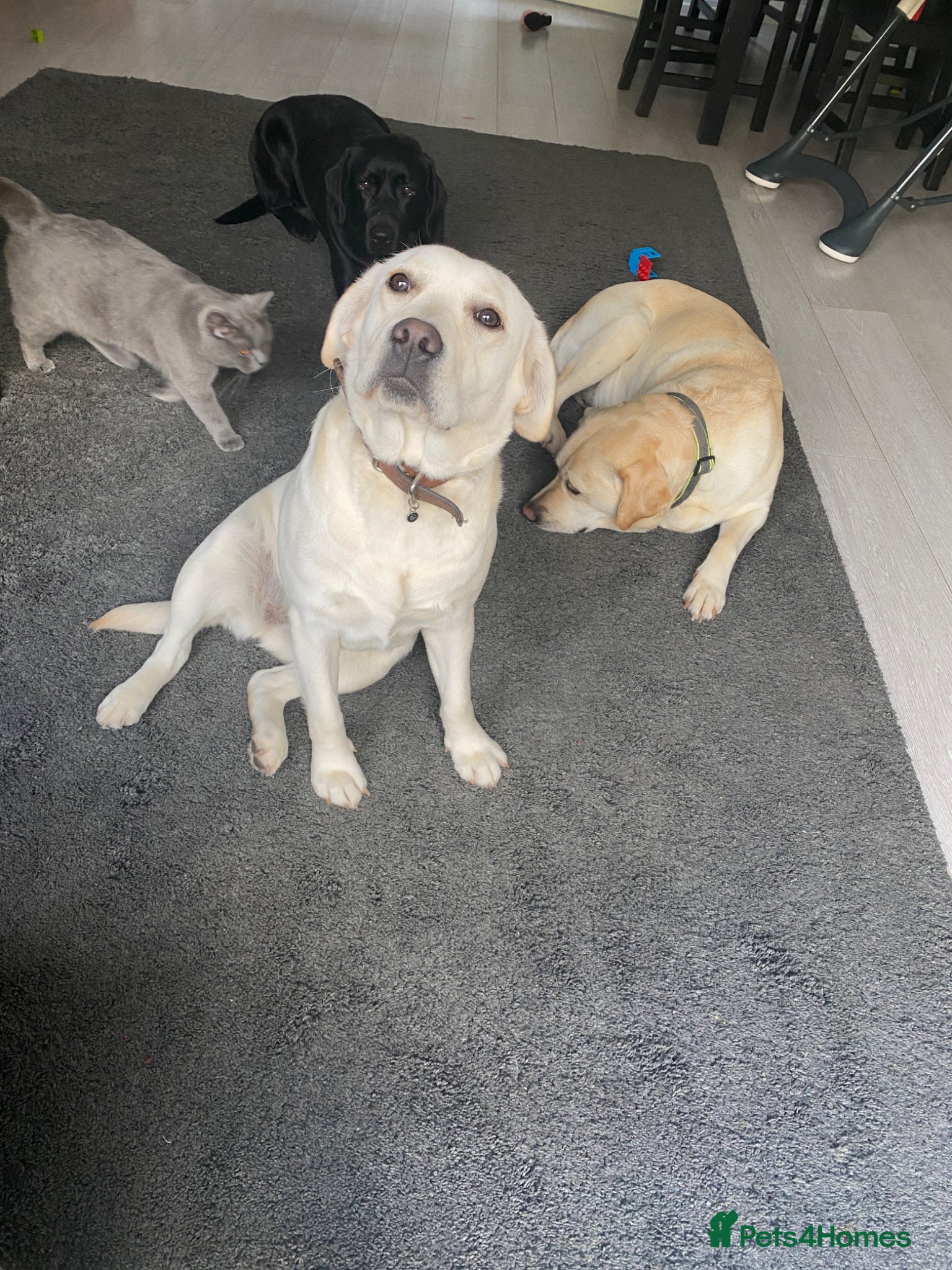 Labrador Retriever dogs Outstanding champion line chunky labs - Advert 1