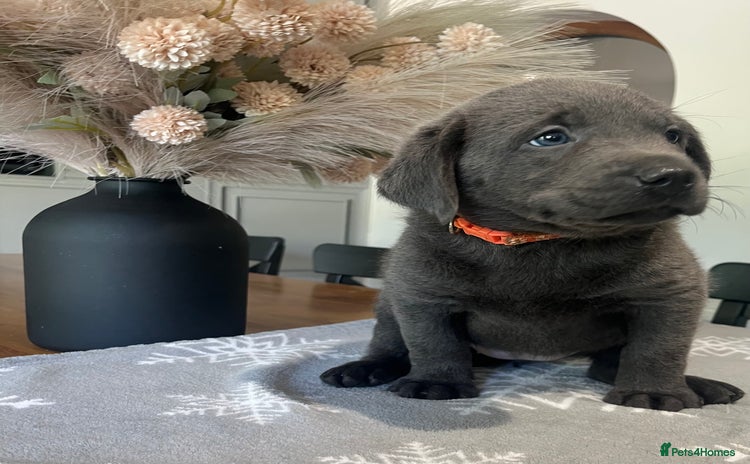 Labrador Retriever dogs - Advert 9
