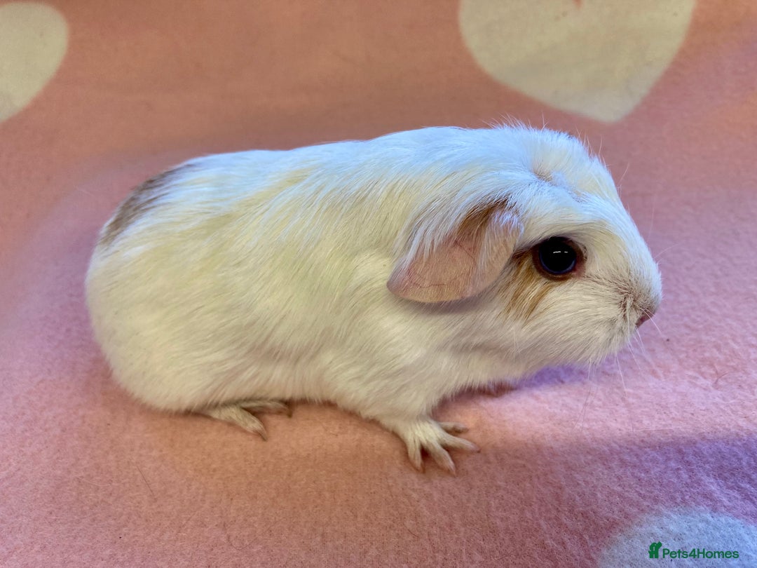 Guinea Pig rodents for sale: Stunning crested baby sows  - Advert 2