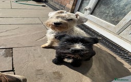 Mixed Breed dogs for sale: Ready Now!! British Bulldog x Miniature Schnauzer  - Image 10