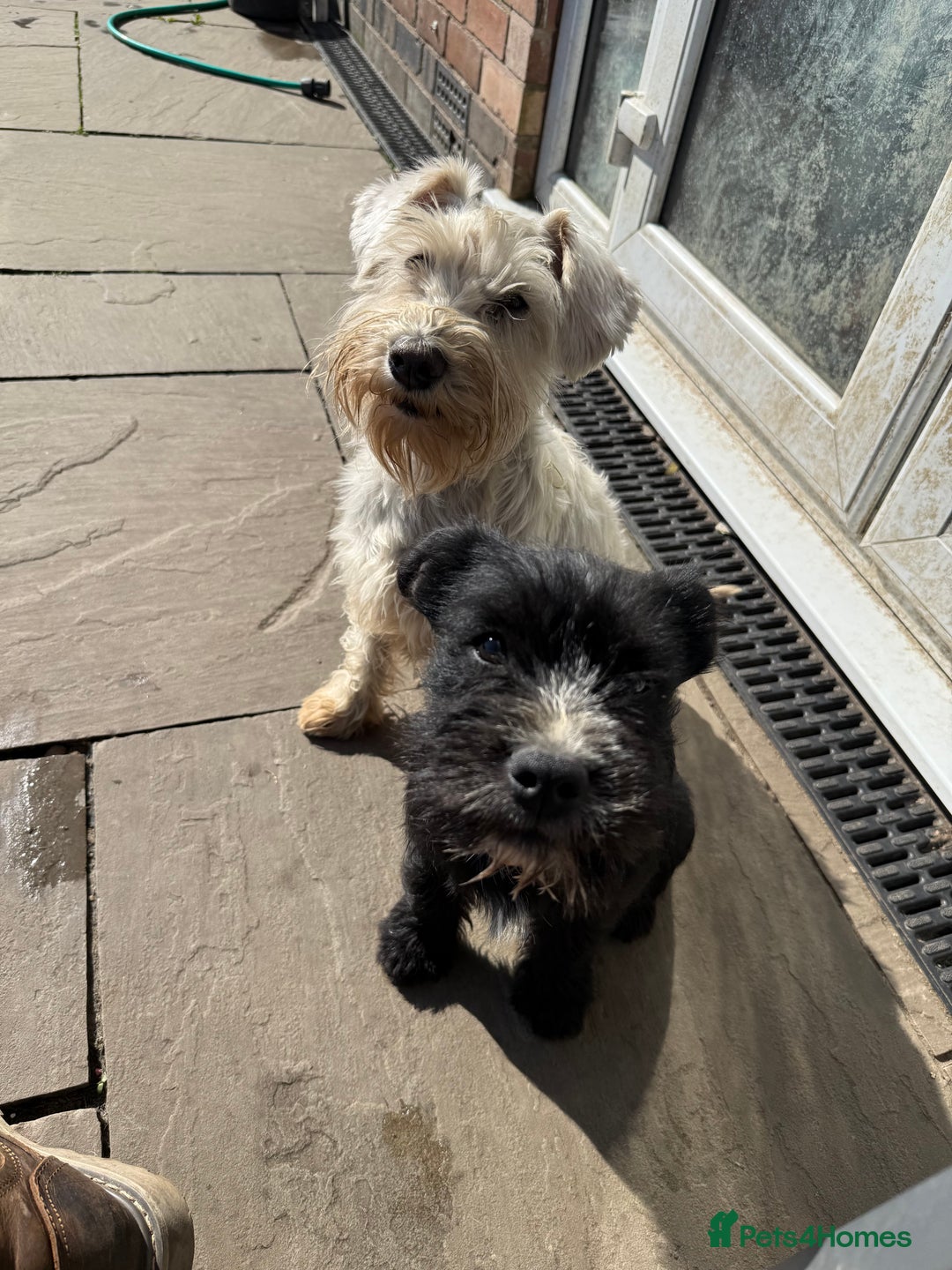 Mixed Breed dogs for sale: Ready Now!! British Bulldog x Miniature Schnauzer  - Image 10