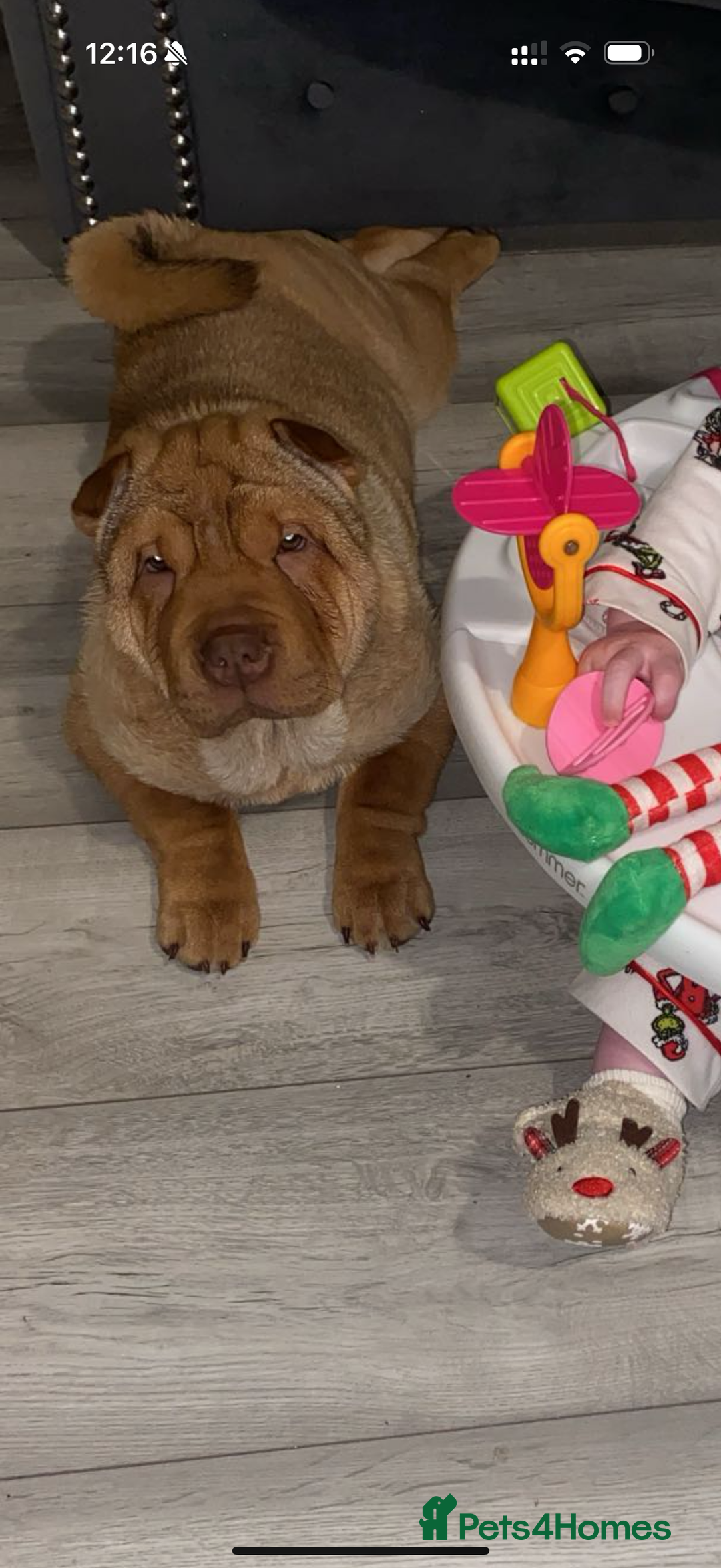 Mixed Breed dogs for sale: Chow pei  - Advert 5