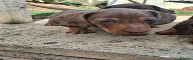 Miniature Dachshund 1