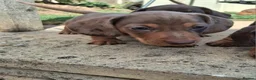 Miniature Dachshund dogs for sale: Miniature Dachshund puppies  - Advert 34