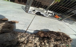 Mixed Breed dogs for sale: Cockapoo x Maltese (Maltipoo) - Image 4
