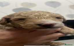 Cockapoo dogs for sale: F1b cockapoo puppies ready now - Advert 19