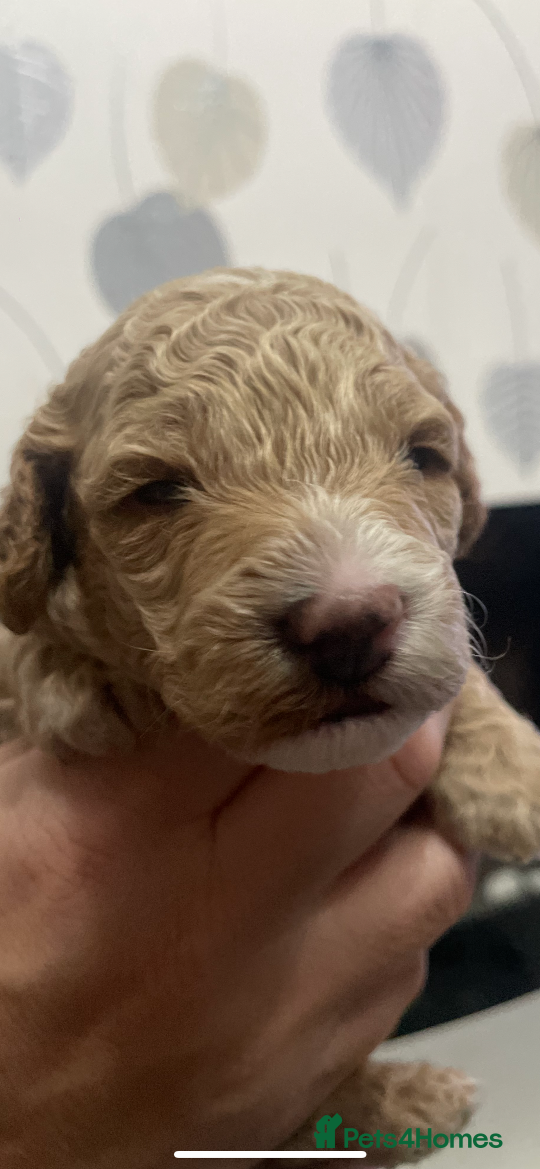 Cockapoo dogs for sale: F1b cockapoo puppies ready now - Advert 19