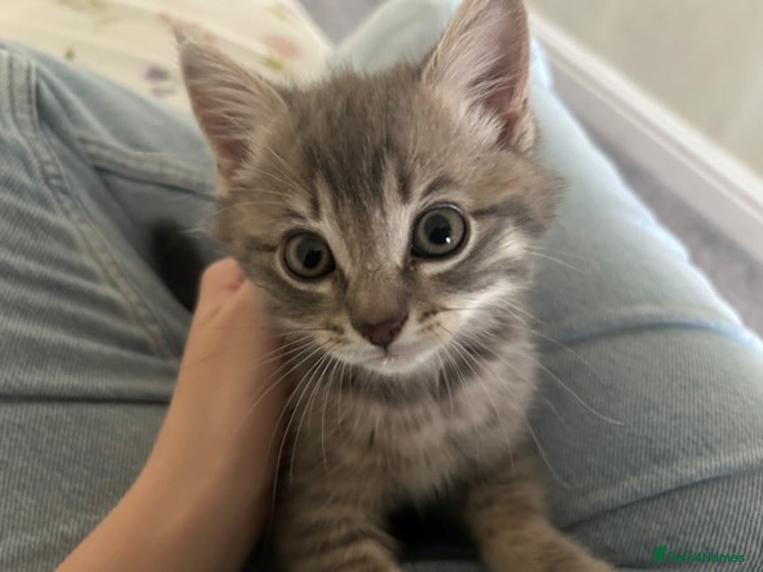 Domestic Shorthair cats for sale: Grey Tabby Kitten - Image 5