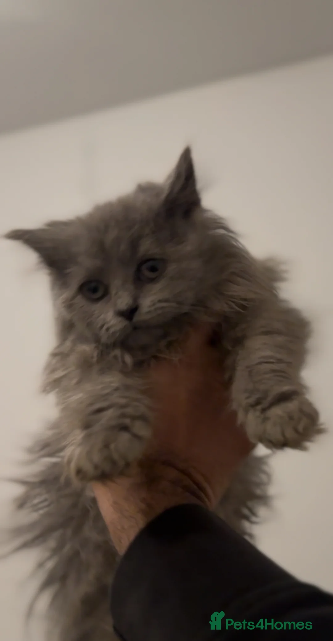 British Longhair cats for sale: Adorable British Longhair Kittens Ready Now! - Advert 16