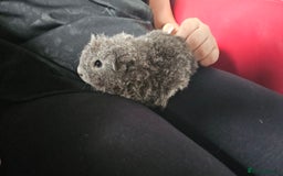 Guinea Pig rodents for sale: Texel guinea pig babies  - Image 2