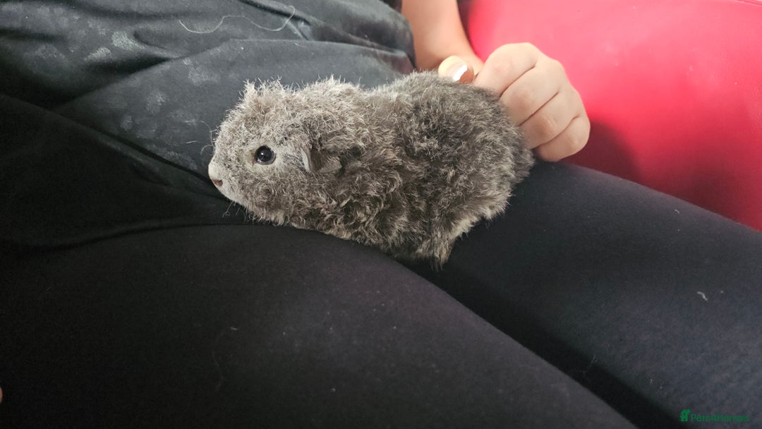 Guinea Pig rodents for sale: Texel guinea pig babies  - Image 2