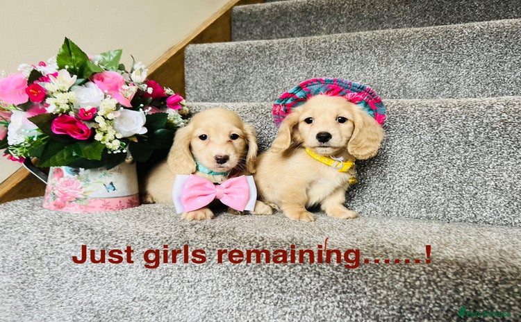 Miniature Dachshund dogs - Advert 4