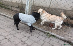 Mixed Breed dogs for adoption: 💖🐶 SUNNY 🐶💖 - Image 13