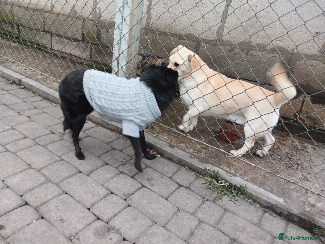 Mixed Breed dogs for adoption: 💖🐶 SUNNY 🐶💖 - Image 13