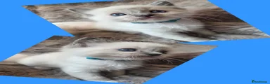 Ragdoll Kitten 1