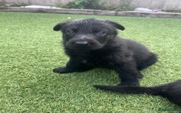 German Shepherd dogs for sale: gorgeous kc reg working blood line German Shepard  - Image 11
