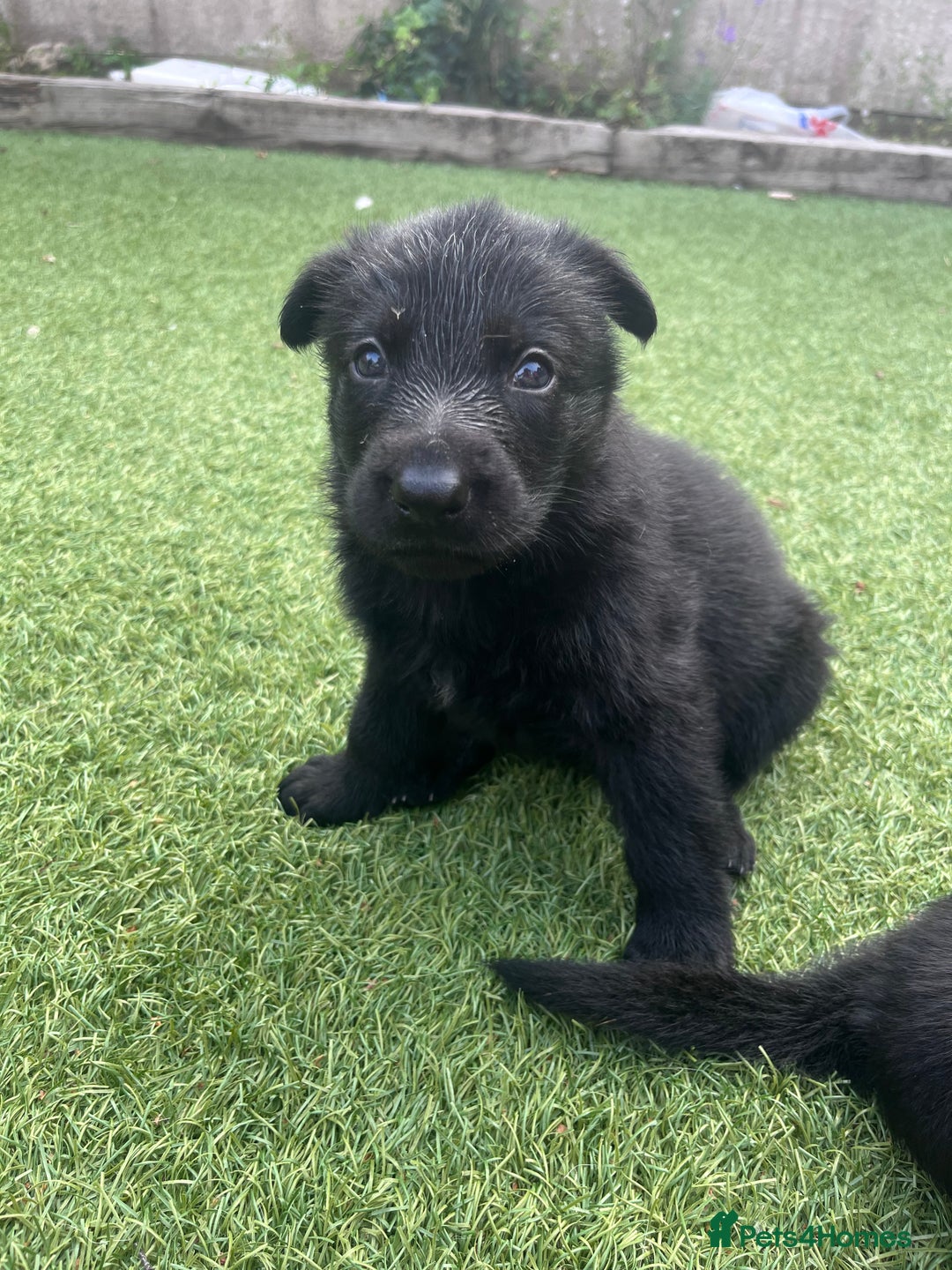 German Shepherd dogs for sale: gorgeous kc reg working blood line German Shepard  - Image 11