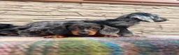Doxiepoo dogs for sale: Beautiful doxiepoos (council licensed breeder) - Advert 10