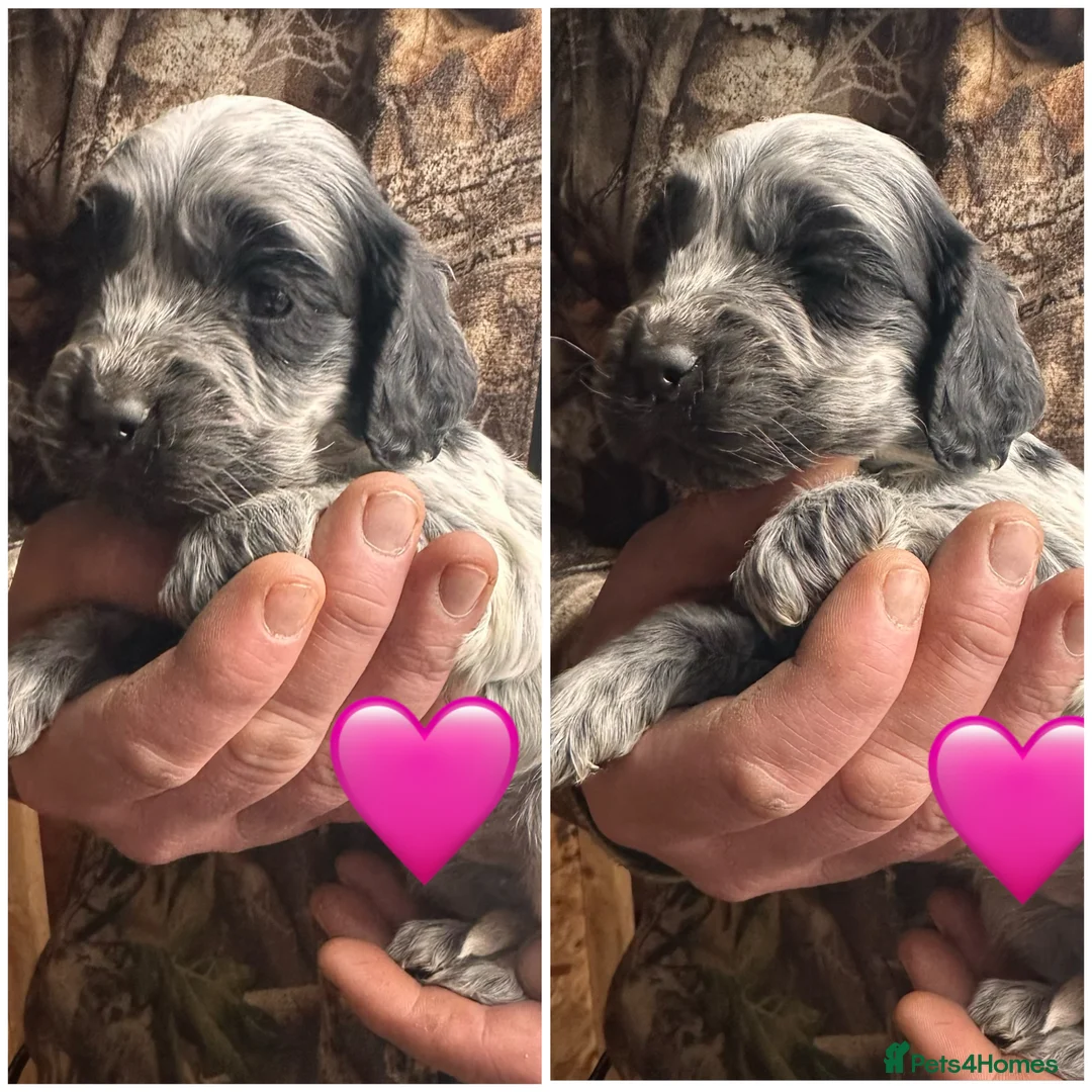 Cocker Spaniel dogs for sale: Beautiful Cocker Spaniel -LAST BOY LEFT 💙 - Advert 5