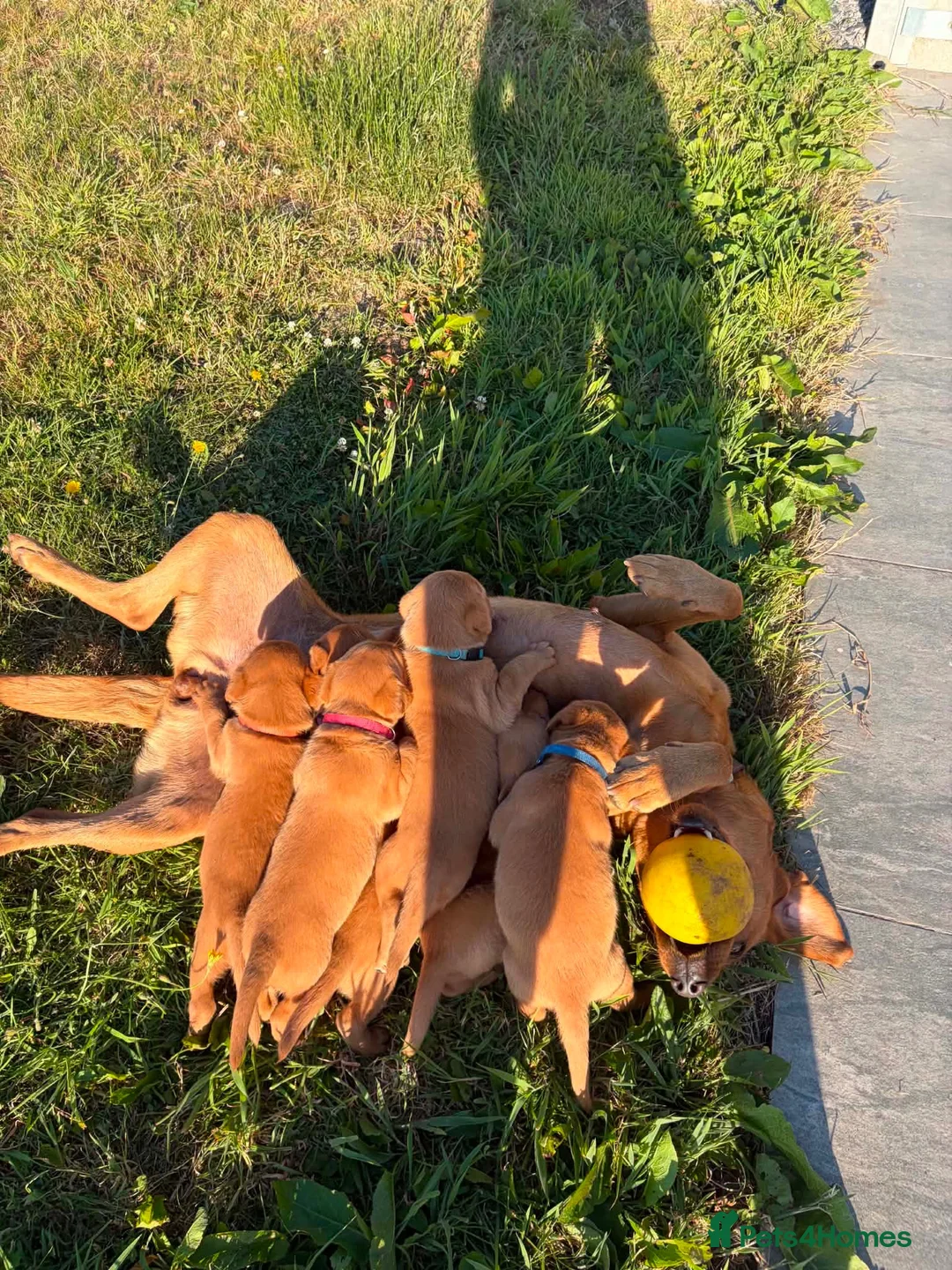 Labrador Retriever dogs for sale: Fox Red KC Registered Labrador Puppies for sale in Blaenau Ffestiniog - Advert 25