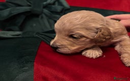 Cockapoo dogs for sale: ⭐️OUTSTANDING, HIGH QUALITY Cockapoo F1B Puppies⭐️ - Advert 19