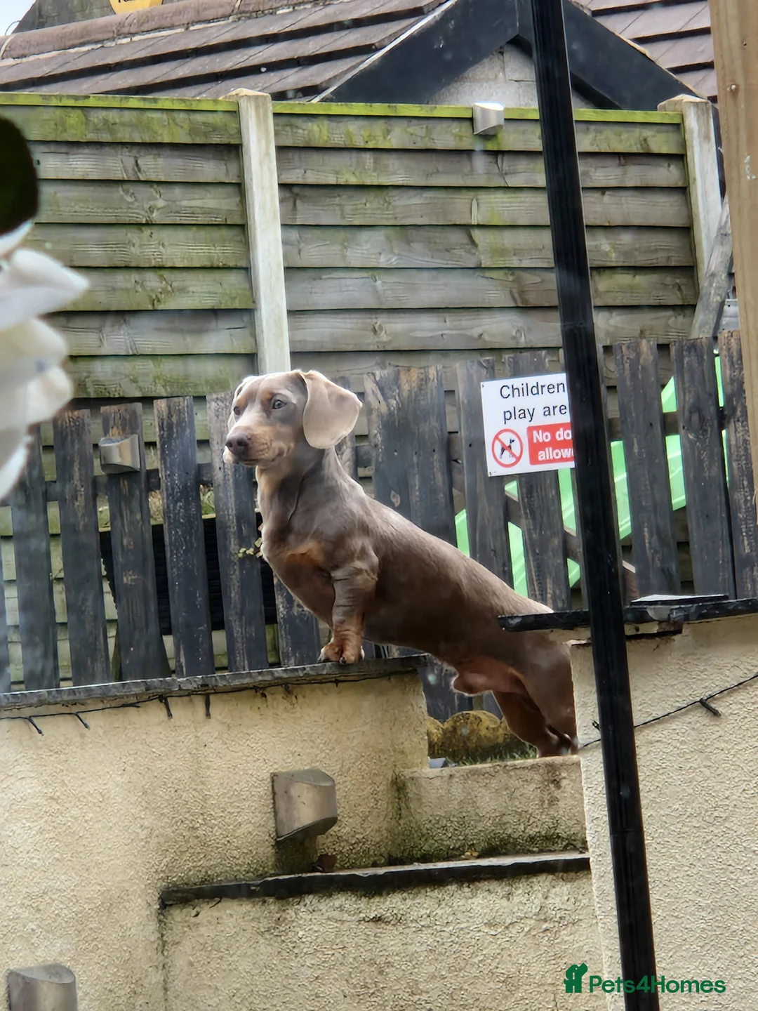 Miniature Dachshund dogs for stud: Minature dashound isabella and tan for stud in Alfreton - Advert 12