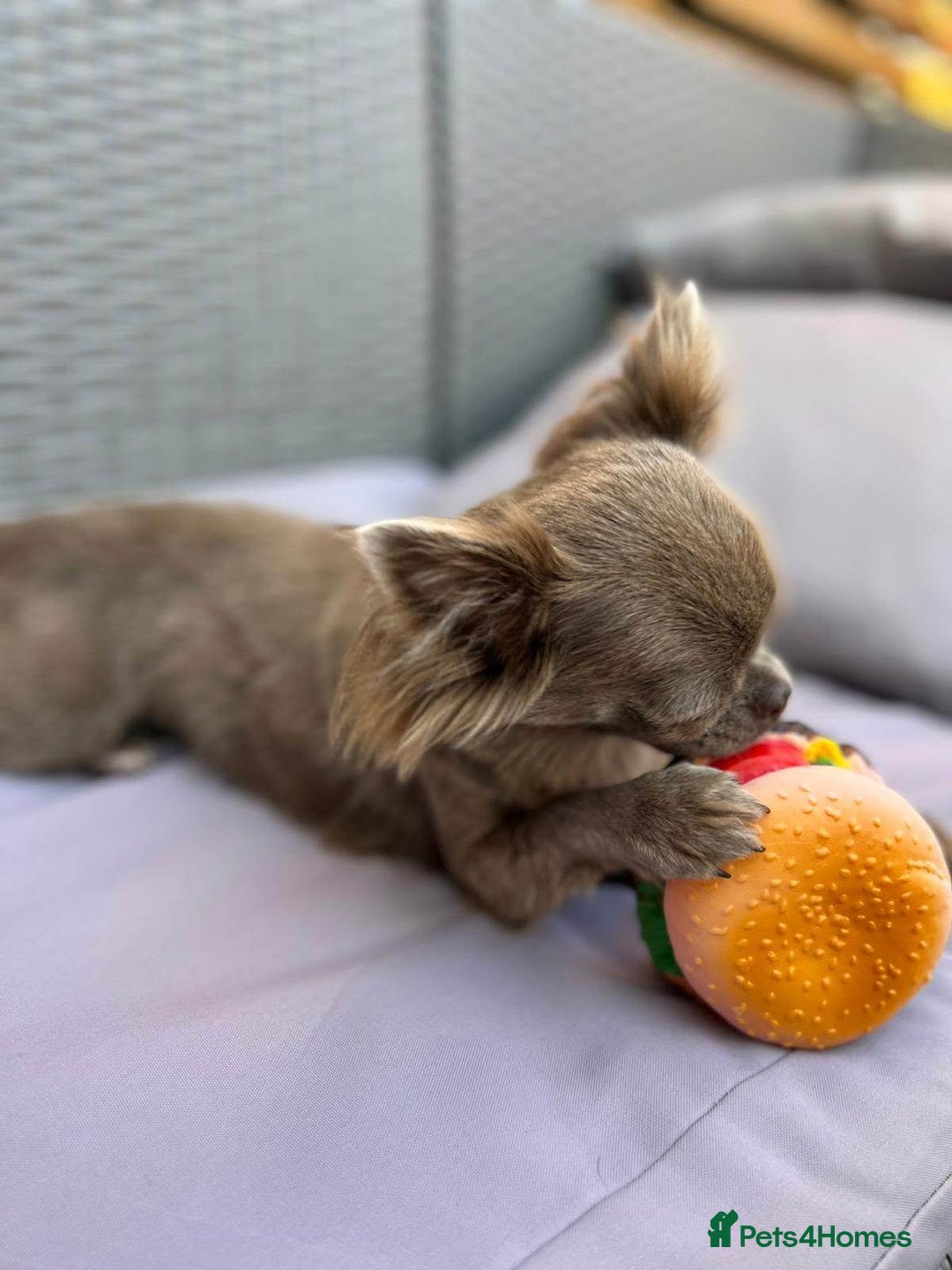 Chihuahua dogs for sale: Long haired lilac chihuahua girl - Image 9