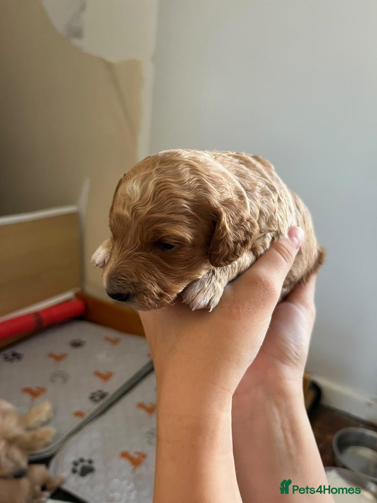 Cockapoo dogs Beautiful Cockapoo puppies  - Advert 7